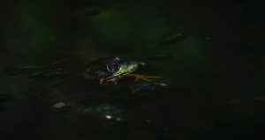 Enchanting Glow of Frogs