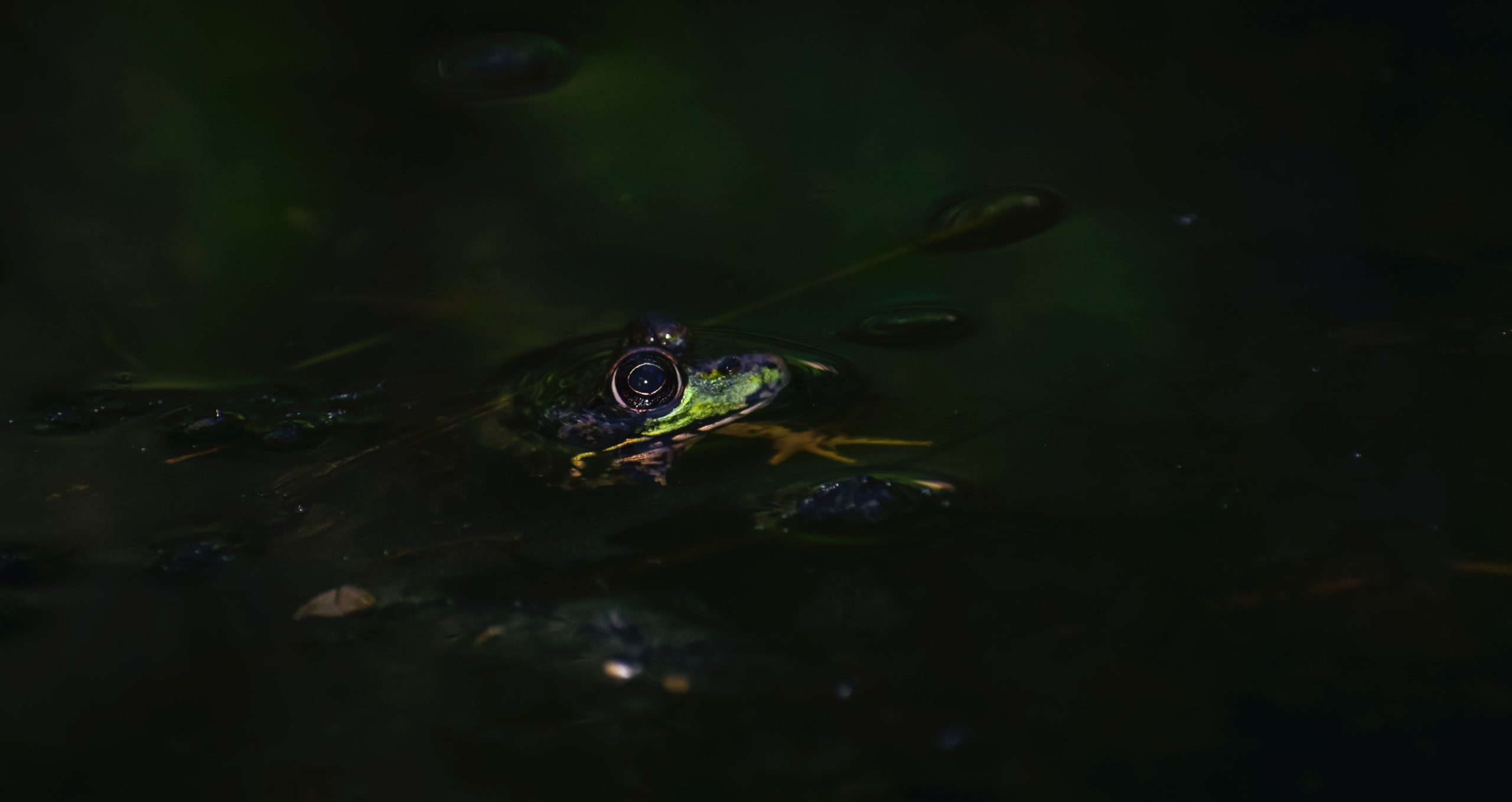 Enchanting Glow of Frogs